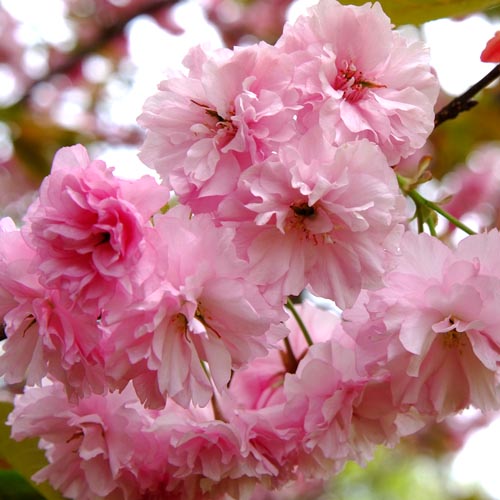 桃花の八重桜