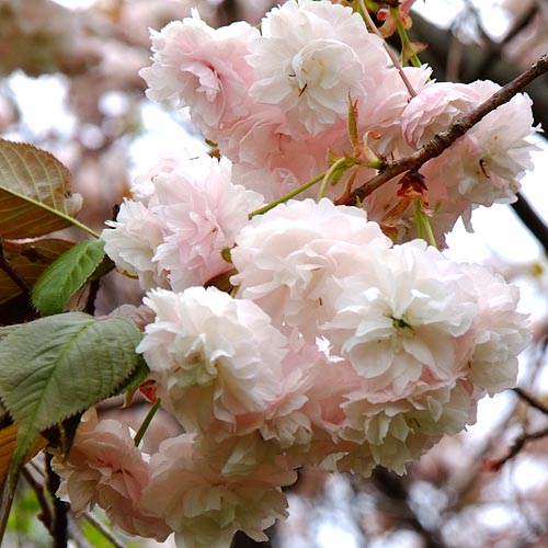 うすい桃色の八重桜