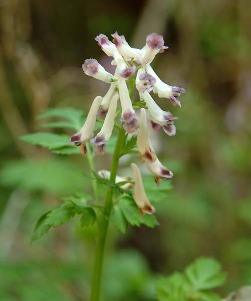 シロヤブケマン