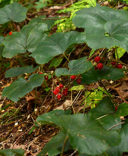 Rubus buergeri