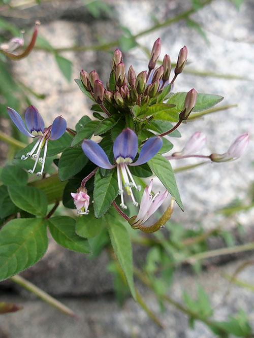 アフリカフウチョウソウ