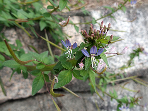 アフリカフウチョウソウ