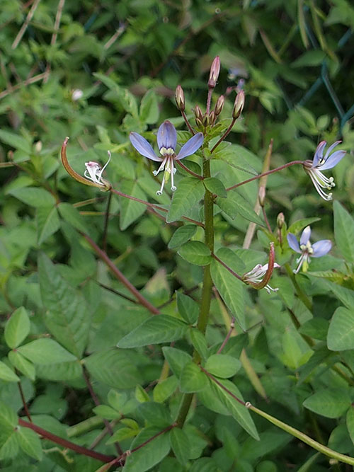 アフリカフウチョウソウ