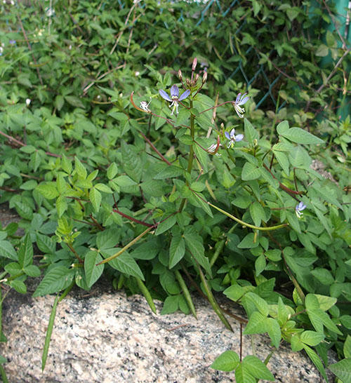 アフリカフウチョウソウ