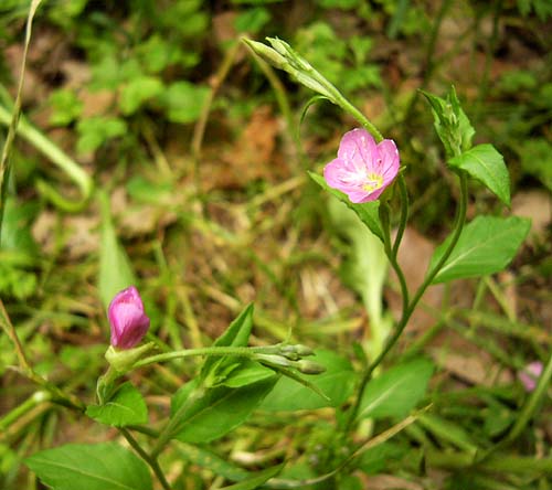 アカバナユウゲショウ