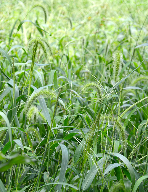 アキノエノコログサ