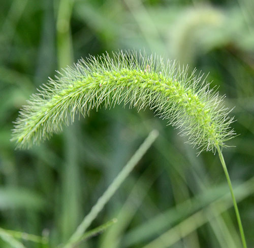 Setaria faberi