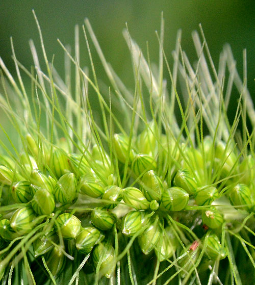 アキノエノコログサ