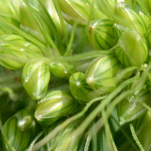 アキノエノコログサ