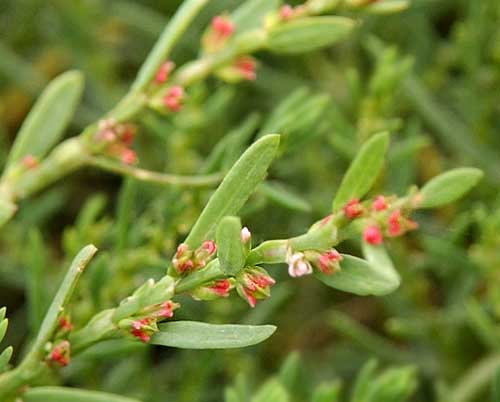 Polygonum polyneuron