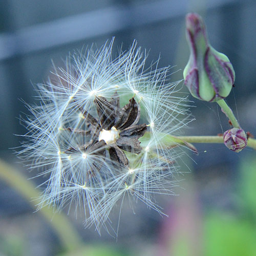 アキノノゲシ　種