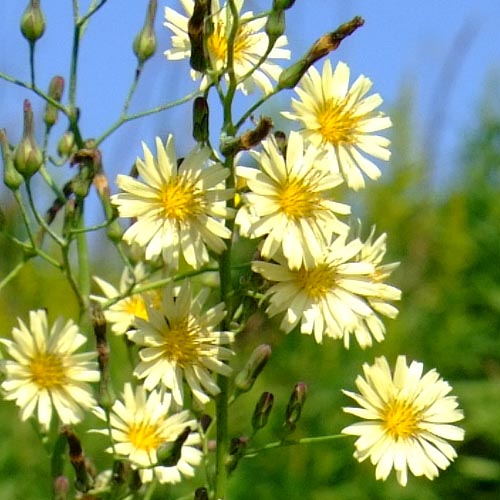 Lactuca indica