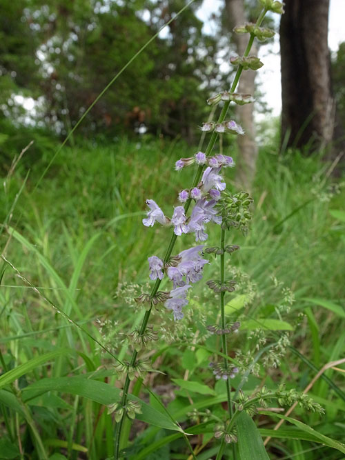 アキノタムラソウ