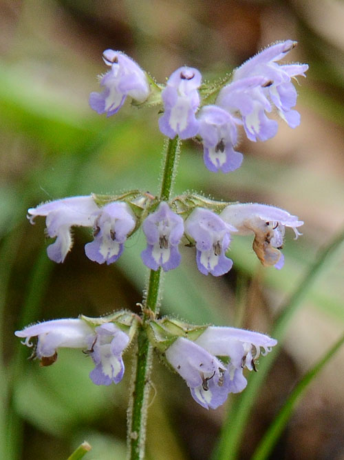 アキノタムラソウ