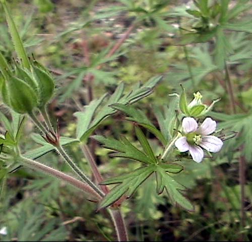 Geranium carolinianum