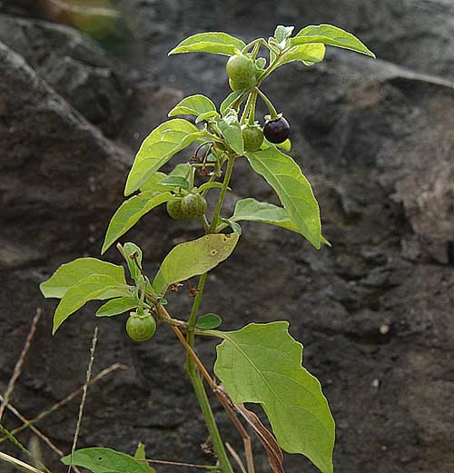 Solanum americanum
