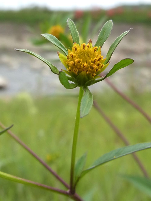 Bidens frondosa