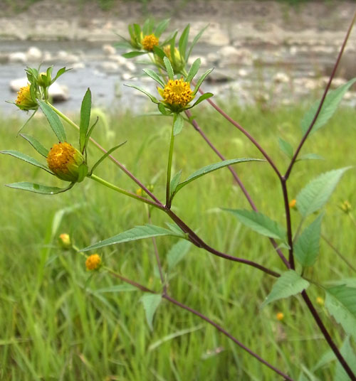 アメリカセンダングサ