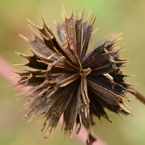 アメリカセンダングサ