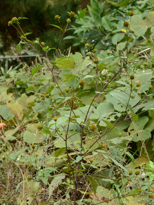 アメリカセンダングサ