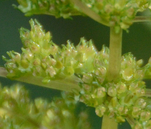 アオミズの果実