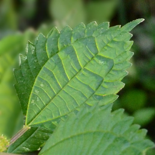 アオミズの葉脈