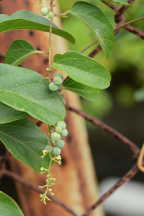 アオツヅラフジ