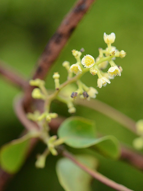 アオツヅラフジ