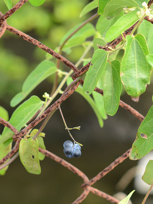 アオツヅラフジ