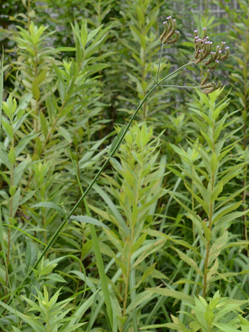 アレチハナガサ