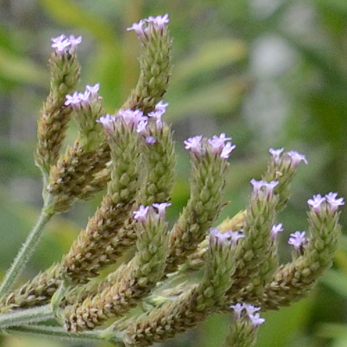 アレチハナガサ