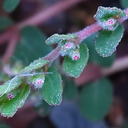 アレチニシキソウ？