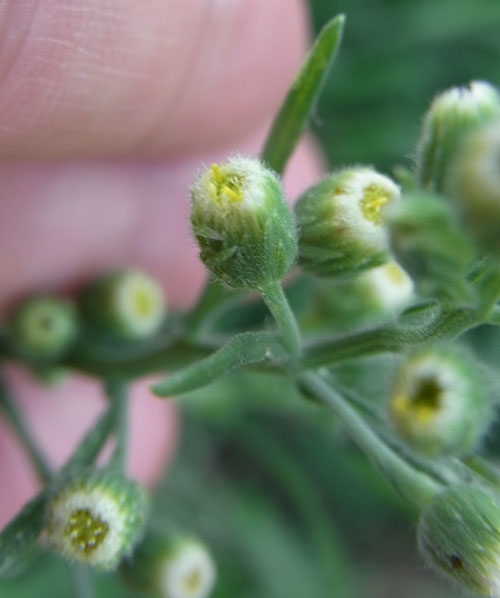 Erigeron bonariensis