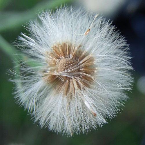 アレチノギクの種