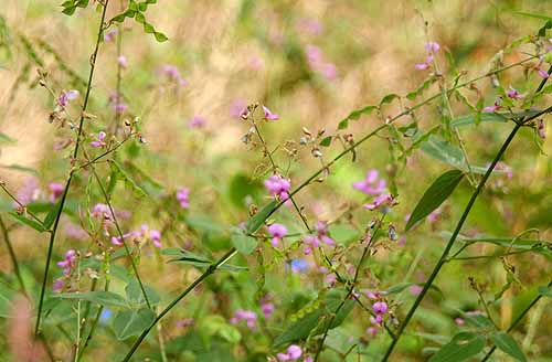 アレチヌスビトハギ