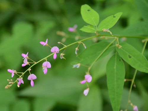 アレチヌスビトハギ