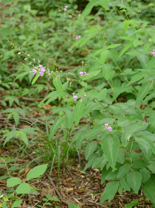 アレチヌスビトハギ
