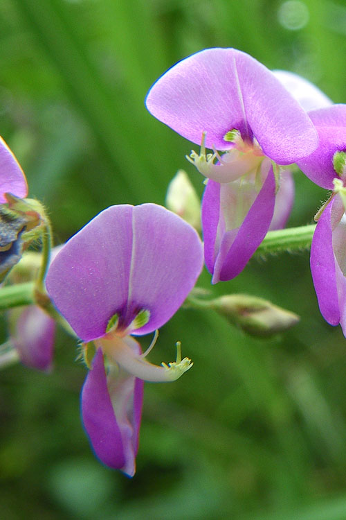Desmodium paniculatum