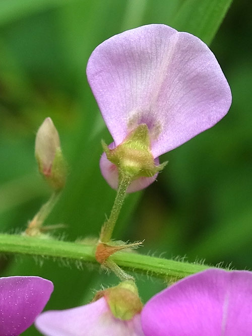 アレチヌスビトハギ