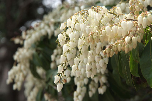 Pieris japonica
