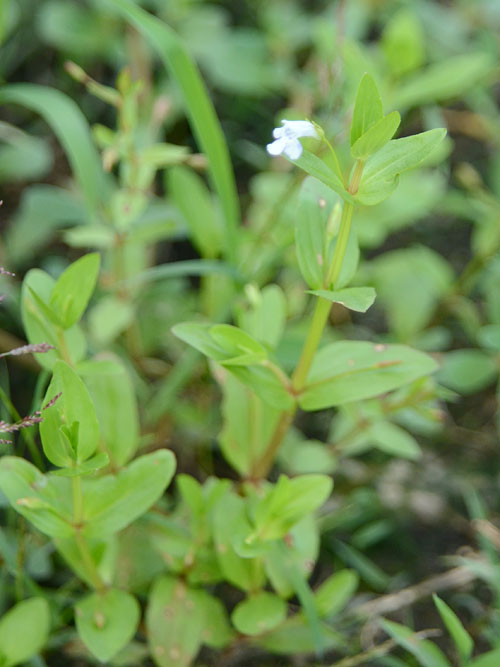 Lindernia procumbens