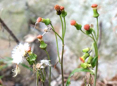 Crassocephalum crepidioides