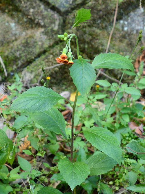 ベニバナボロギク