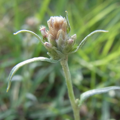 Gnaphalium japonicum