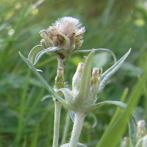 チチコグサの種子