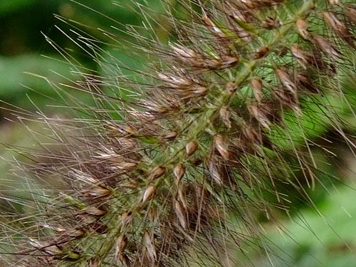 Pennisetum alopecuroides