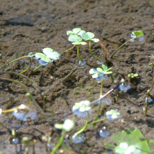 Marsilea quadrifolia