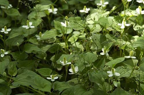 Houttuynia cordata