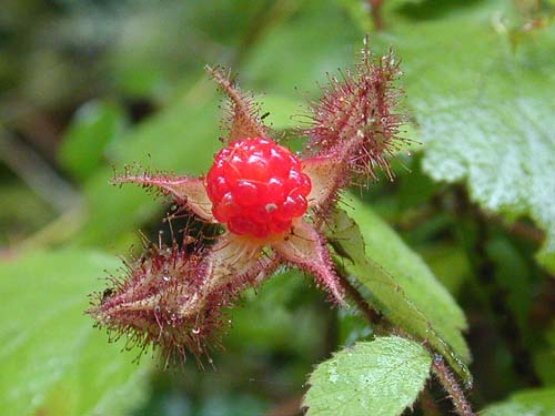 Rubus phoenicolasius