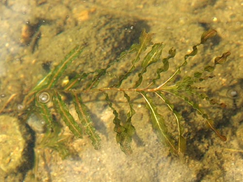 Potamogeton crispus